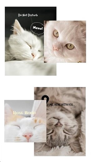 Cute Cat Wallpapers You NEED 🐱✨ | Aesthetic Phone Backgrounds