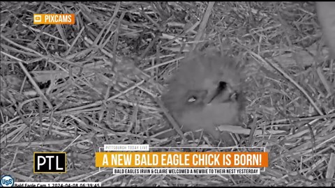 First flight of eaglet in U.S. Steel nest captured on camera