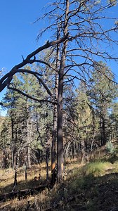 370K views · 314 reactions |  Prescribed Fire Update – November 9,...