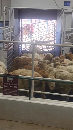 Have you ever wondered what goes on inside a cattle auction market? We were very pleased with the treatment our cattle received yesterday at Loma Livestock. Sound on to get full impact..... but not if you are in a meeting scrolling while listening to a speaker. 😄 This was a large set of calves and they were treated with dignity and respect by the handlers at the Sale Barn. Cattle prices are at record highs. It is a fundamental of Supply & Demand. The supply is lower than it has been in 60 years