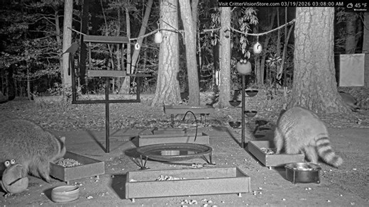 CritterVision Critter Cam: 24/7 Live Critter, Nature and Wildlife-Viewing Cam! Raccoons opossums foxes armadillos squirrels deer & more!