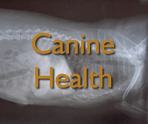 ► Natural Treatments for Dog Incontinence