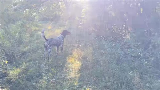 Color????? How much color do you like? Check out these two gorgeous setter males sporting a lot of color! #woodcock #proplansportingdogs #birddogtraining #englishsetter #midnightkenneltraining #fieldtrials | Midnight Kennel