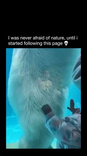Explaining Nature on Instagram: "The polar bear is far bigger than most people realize. Adult males can stand nearly 3 meters tall and weigh up to 700 kg, yet they glide over fragile sea ice with incredible balance. Their massive paws spread their weight like natural snowshoes, while sharp claws grip the ice like climbing tools, keeping them steady in extreme conditions. Habitat: They dominate the frozen edges of the Arctic — Greenland, Canada, Alaska, and Russia. Sea ice isn’t just where they h