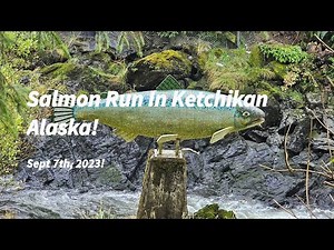 Salmon Walk during the Salmon Run in Ketchikan Alaska!