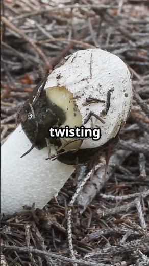 15 Alien-Looking Fungi &Plants You Won’t Believe Exist!