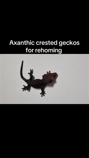 Available now Dm for more details captive breed Shipping and local pickups Healthy reptiles #reptiles #gecko #lizards #uromastyx #tegus