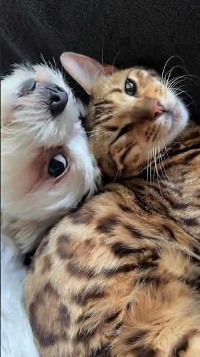 Cat & Dog Cuddling Together! 😻🐶 The Sweetest Friendship Ever