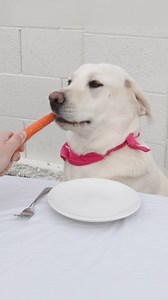 My Labradors try eating carrots!! 🤣🐾🐶 #dogparents #labradorretriever #boop #lifewithlabradors #cutedog #labradorlover #labradorlove | Life With Labradors