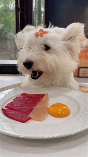 咪咪食堂开饭啦#生骨肉 #万物可爱计划 #猫咪吃播 #喂猫 #吃货猫