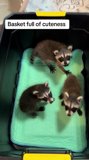 Caring for Baby Raccoons in a Happy Place