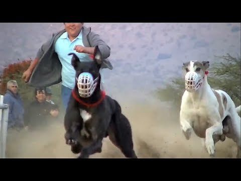 Greyhound dog race - Fastest greyhounds