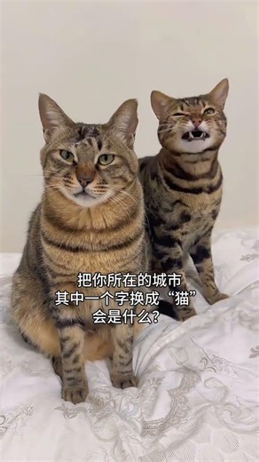 Cute Tabby Cat's Daily Adventures: Watch Me First! TabbyCat Kitty CatLife PetVlog