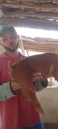 This is absolutely gorgeous, purebred Duroc #pork #pig