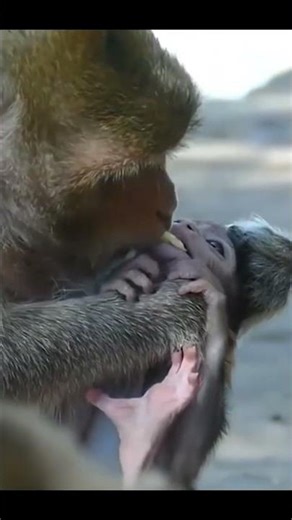 Life of Monkeys: The Ugly Mother Monkey Steals Food from Her Baby's Mouth