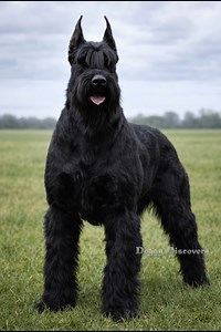 Giant Schnauzer: Germany’s Fearless Guardian🇩🇪🔥 #dog #giantschnauzer | Doggy Discovery
