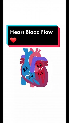 Learn Blood Flow Path in 1 minute! ❤️ #emtstudent #nremtexam #emtprep #fyp #nremtstudy #emtbasic #heart #bloodflow