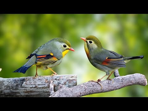 Beautiful Bird Sounds | Bird Sounds in the Forest | Colorful Bird Sounds - Relaxing Nature Sounds