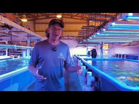 An intimate look into what it takes to run a coral farm