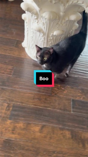 Meet Boo: The Adorable Bombay Cat You Can't Resist