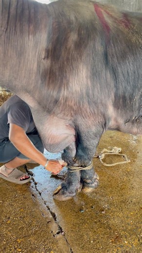 Slaughter House Mein Aakhri Lamha… Dil Hila Gaya 🐃💔 #viral #trending #shorts