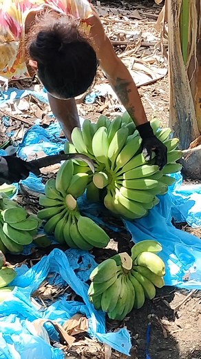 12K views · 2.8K reactions | Turning hard work into a delicious haul. #SagingSaba #farming | Rex M. Decoy | Facebook