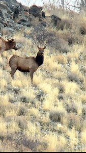 Down, definitely not out! She bounced back up, got her feet under her and was gone!!! Tracked her straight up hill for a mile until we couldn’t go anymore. Hopefully she’ll show herself again and the hunter can get the job done. I’ve guided elk hunters for almost 40 years and in my opinion one of the most common mistakes hunters make is aiming to high. Aim for the lower third. Comments? @kapturegear #elk #elkhunting #cowelk #utah #kapturegear | Porcupine Adventures