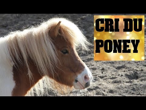 CRI du PONEY🐎 PONEY qui HENNIT
