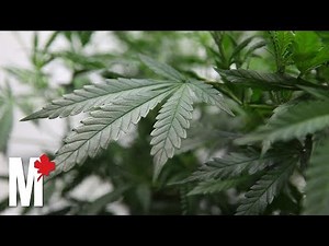 420: How well does the government know cannabis slang?