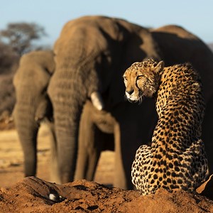 Photographer and safari guide Carel Steenkamp never considered himself a creative person. But, Carel’s creativity - and interest in wildlife photography - was sparked when he began working at the Erindi Private Game Reserve in 2021. “Being out in the field on a daily basis, spending time with wild animals and capturing the beauty of mother nature? Perfect. I had found my creative outlet,” says Carel. Based in Cape Town, South Africa, the Erindi Private Game Reserve remains Carel’s favorite photo