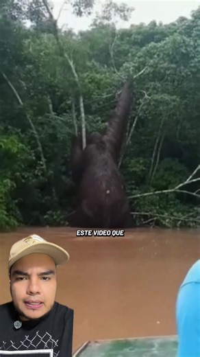 Descubre el perezoso gigante del Amazonas