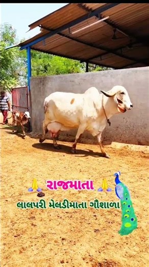 LM genetics old line gir cow & born calf walk with maa | rare color & breeding cow#short#viral#cow