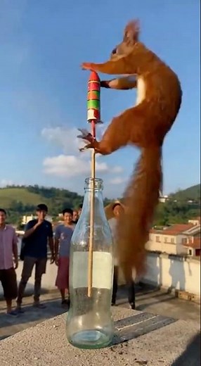 Squirrel Launches Into the Air… and Walks Away Like a Boss! 🐿️💥🤣#shorts