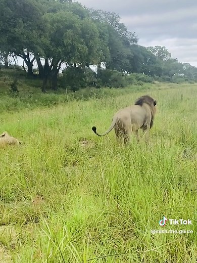 Lion Mating Behavior: A Fascinating Observation