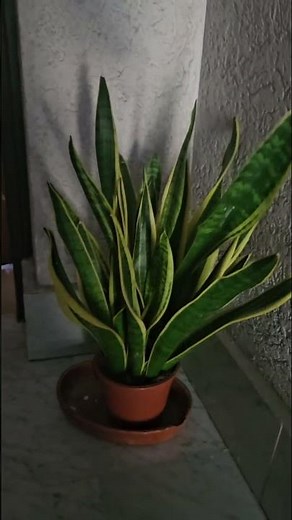 HOME PROTECTION, CUT OFF NEGATIVE ENERGIES