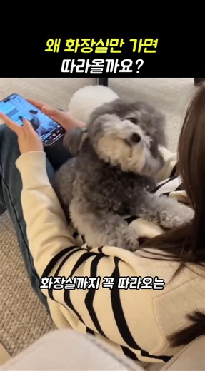 왜 화장실만 가면 따라올까요?