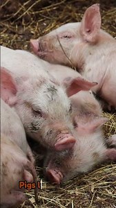 Farm Animals for Babies -Animal Sounds & Learning|Speech Development #msrachel #preschool