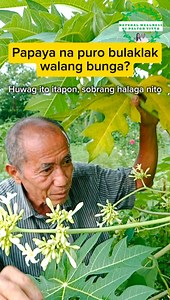 Bulaklak ng papayang lalaki at dahon, ay ano ng saya na kapag marami. Para saan ang bulaklak ng papaya? ✅ Antioxidant ✅ Nakakatulong sa pagpapababa ng timbang ✅ Panlaban sa cholesterol, pagtaas ng blood sugar, at blood pressure kasabay ng healthy lifestyle ✅ Good source of fiber, Vitamin A C E Paano gagamitin? - Maari ihalo sa lutuing ulam - Ibabad sa raw honey at inumin - Ihalo sa salad 🍯Papaya flower and Honey Benefit: ✅ Nakakatulong para sa blood sugar ✅ Acid reflux ✅ Boost immune system Ing