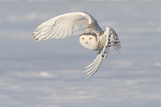 Canadian species is 'poster child' for new, grim wildlife report  - The Weather Network