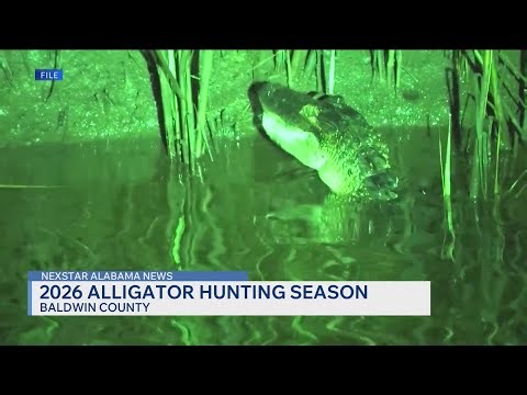 Alligator hunting season to kick off in Alabama