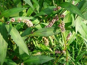 Useful Plant : Polygonum
