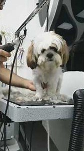 HOW TO GROOM SHIH TZU SUMMER CUT