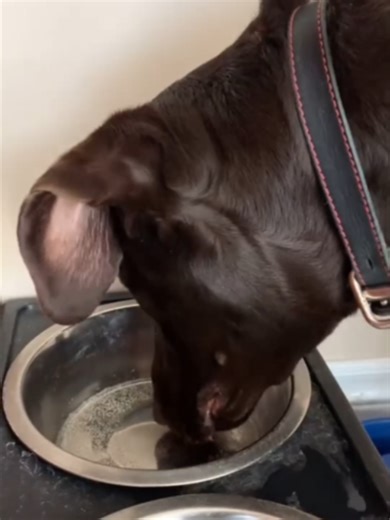 Почему Собаке Нельзя Газировку 🙅‍♂️ | dogs