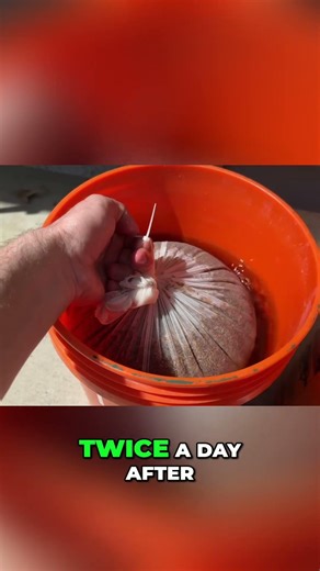 Lima Bean Hack! Pre-Germinate Seeds Faster Using This Method #shorts