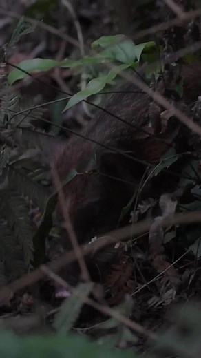 1M views · 8.7K reactions | I Am Primitive on Reels | Facebook