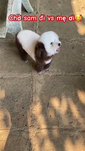 Chở sam đi vs mẹ ơi🥰#shortvideo #subscribe #pets #dog 🐶sam cute