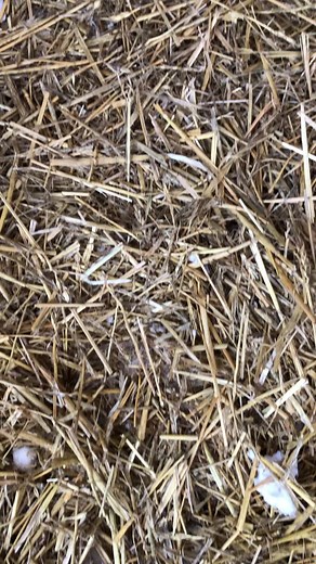 Majestic Black Wolf Dog with Golden Eyes