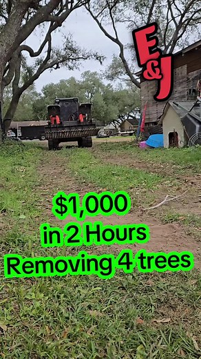 $1,000 in 2 hours Removing 4 Trees. Our equipment does all the work. #treeremoval #Skidsteer #dumptrailer #TexasPride #fyp