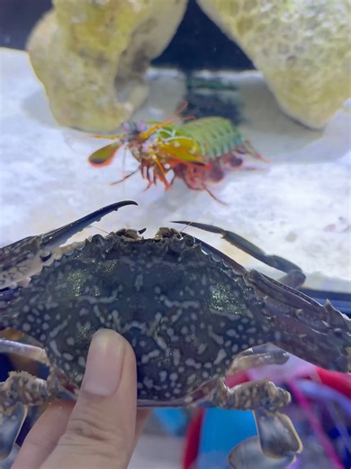 Mantis Shrimp Attacks Horseshoe Crab: A Unique Encounter