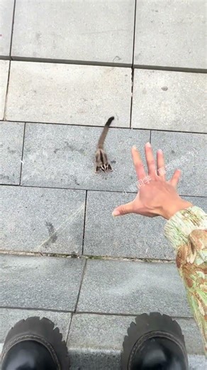 It's time to show real technical skills. # Training the Sugar Glider Flying Squirrel